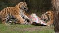 Safaripark Beekse Bergen Kerstdiner